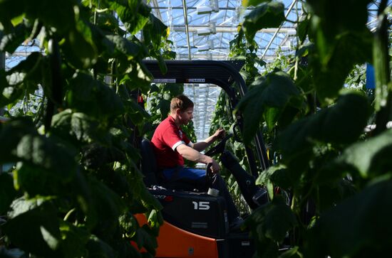 Work of Novgorod's Greenhouses