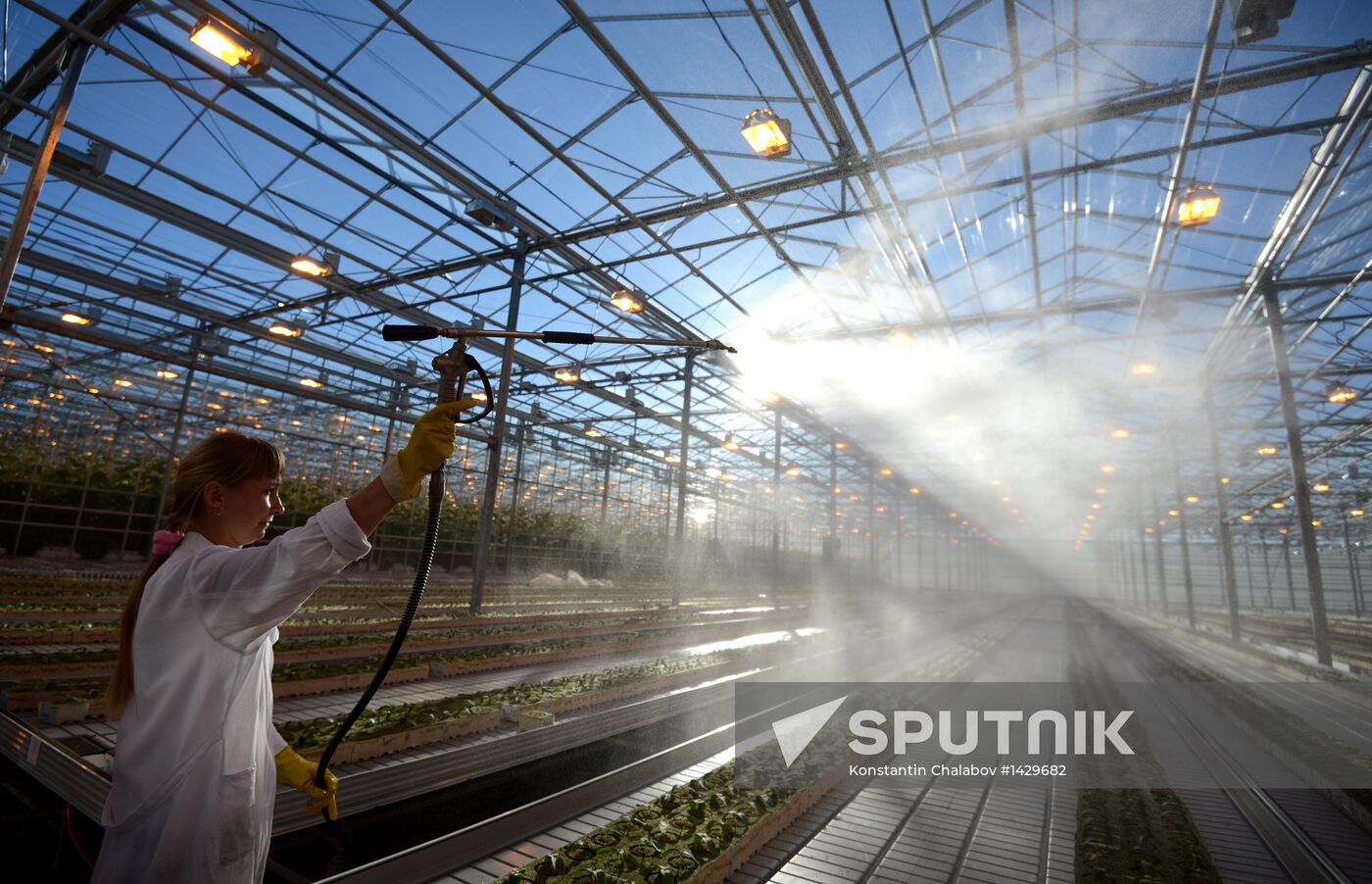 Work of Novgorod's Greenhouses