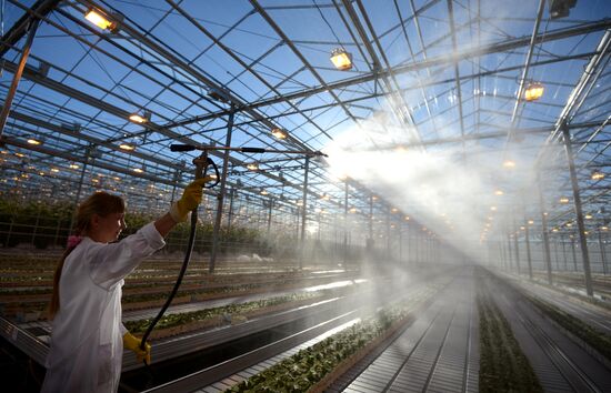 Work of Novgorod's Greenhouses