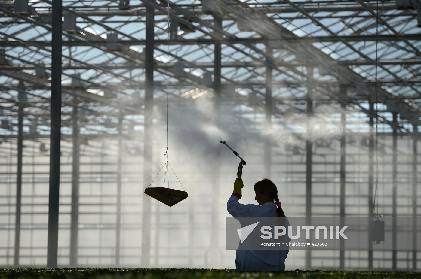 Work of Novgorod's Greenhouses