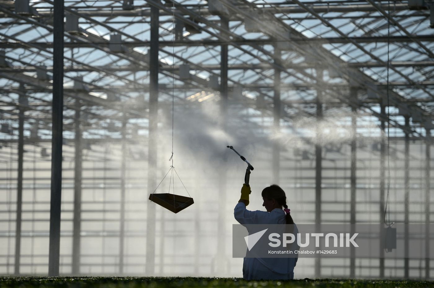 Work of Novgorod's Greenhouses