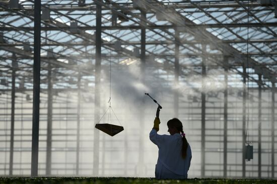 Work of Novgorod's Greenhouses