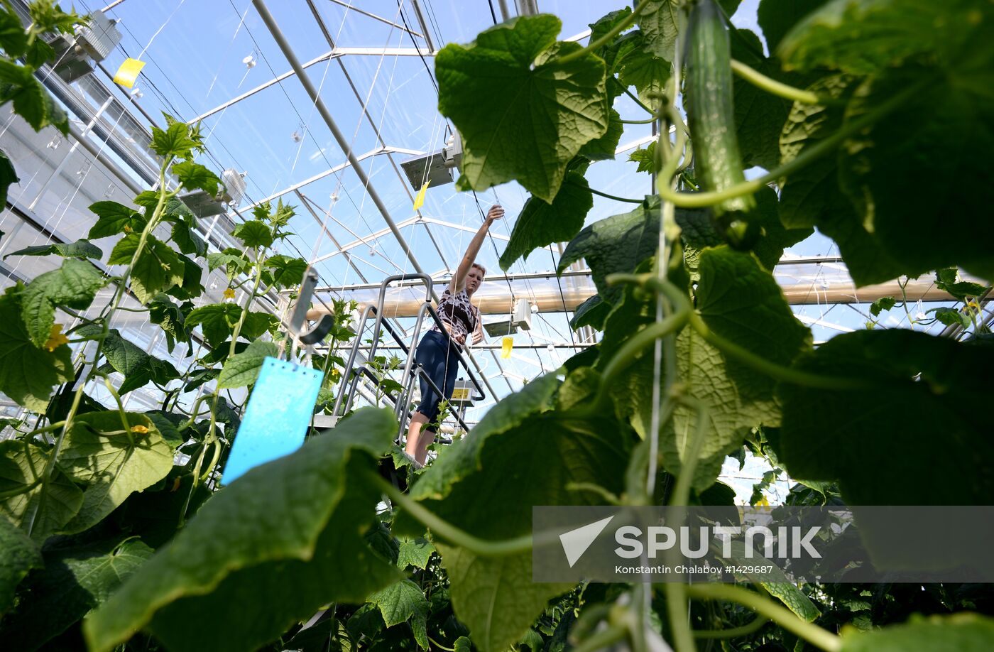 Work of Novgorod's Greenhouses