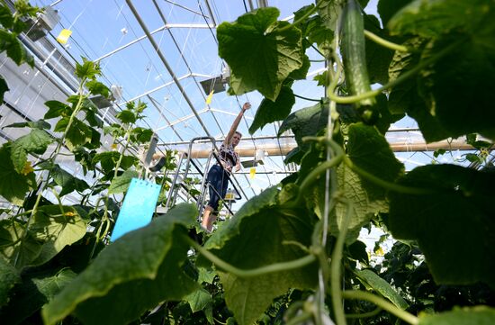 Work of Novgorod's Greenhouses