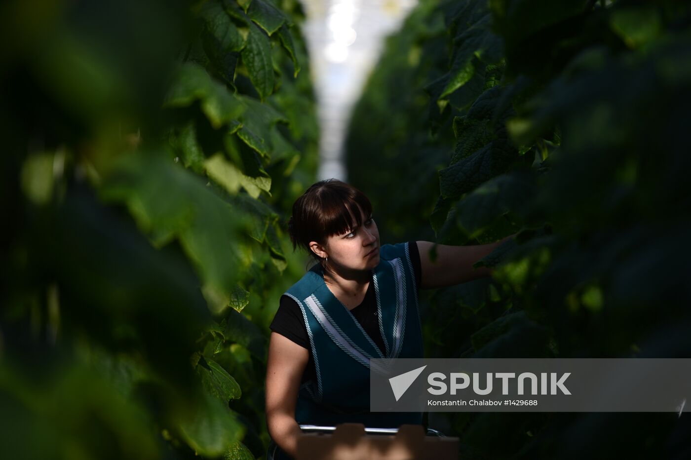 Work of Novgorod's Greenhouses