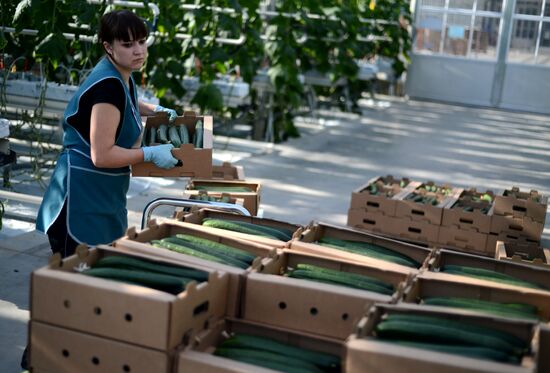 Work of Novgorod's Greenhouses
