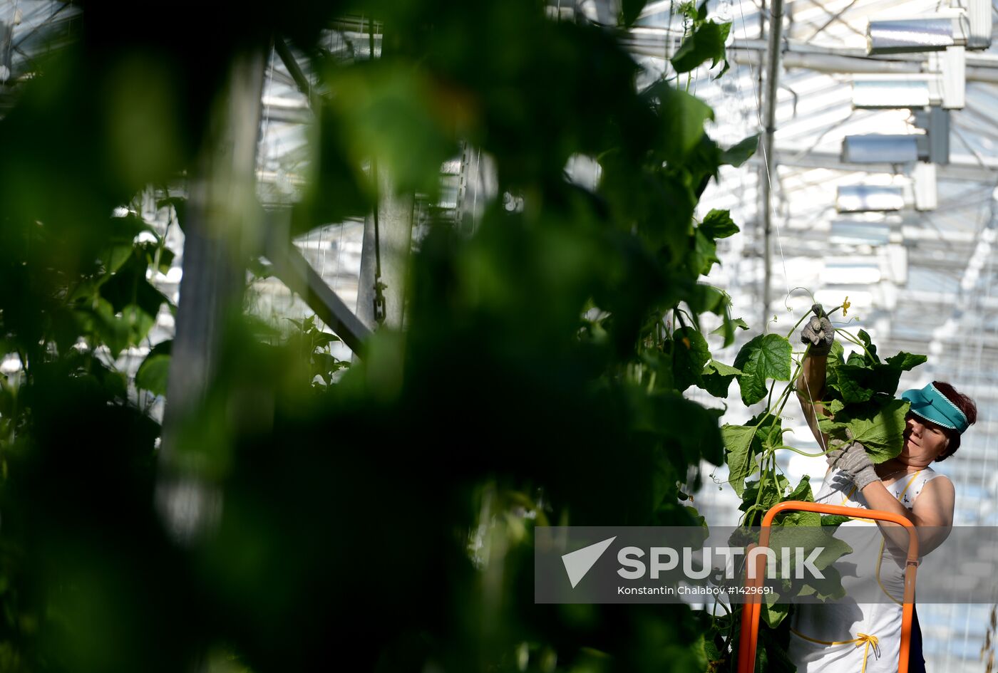 Work of Novgorod's Greenhouses