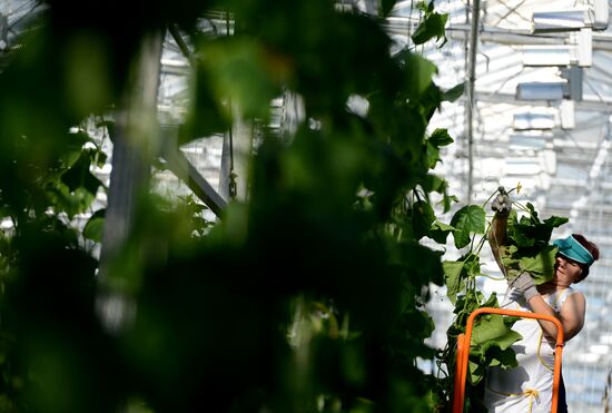 Work of Novgorod's Greenhouses