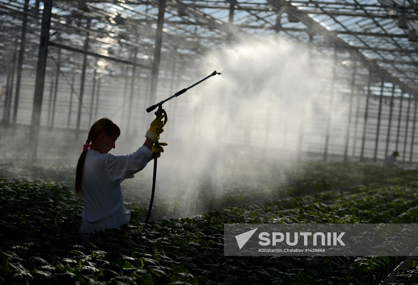Work of Novgorod's Greenhouses