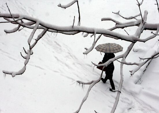 April snowfall in Kaliningrad