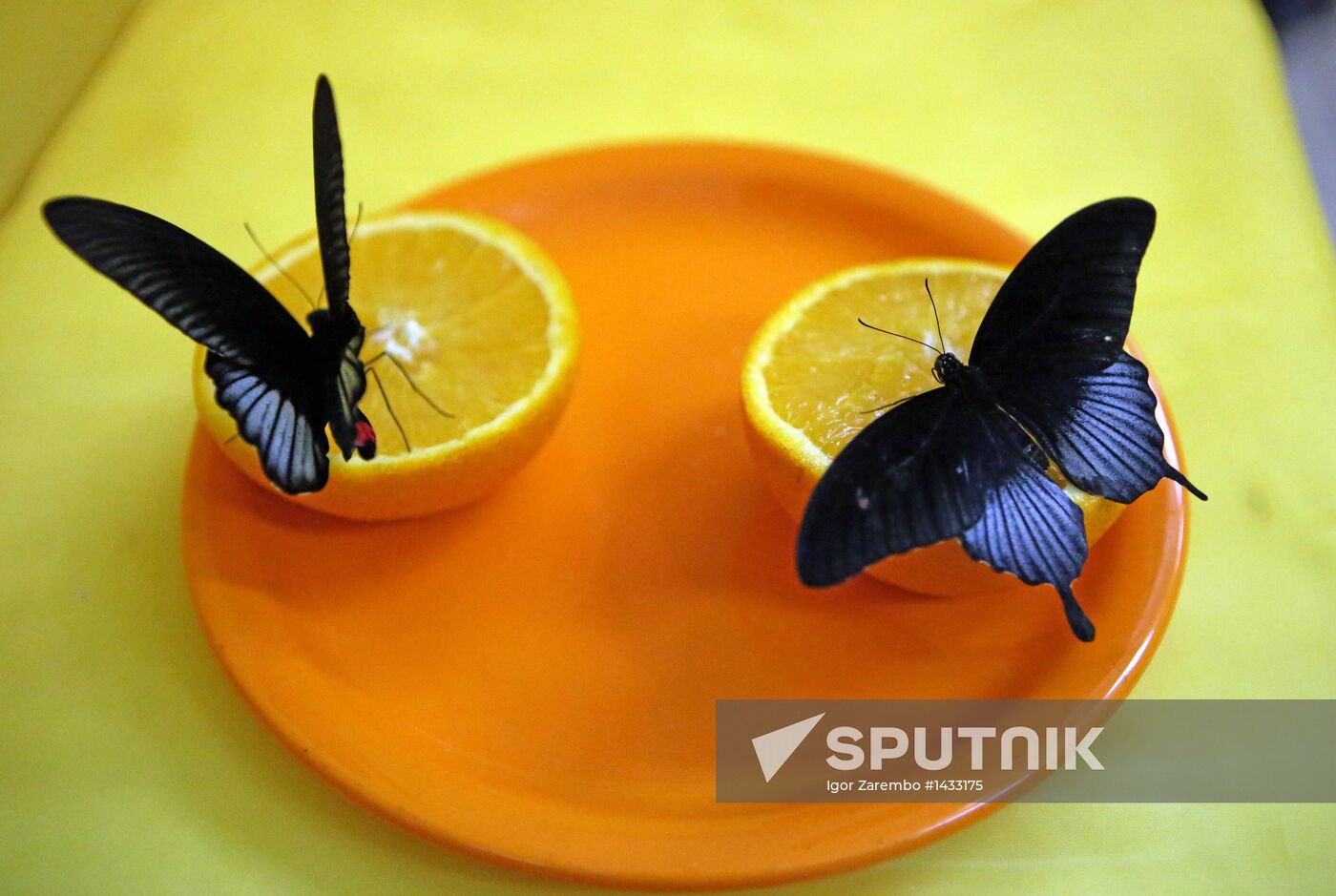 Live tropical butterflies in Kaliningrad museum