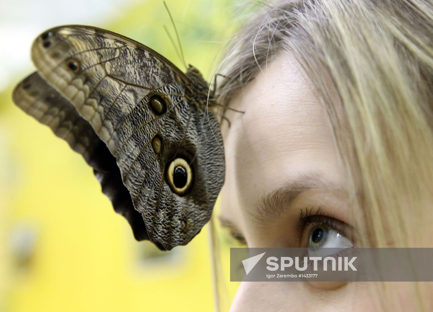 Live tropical butterflies in Kaliningrad museum