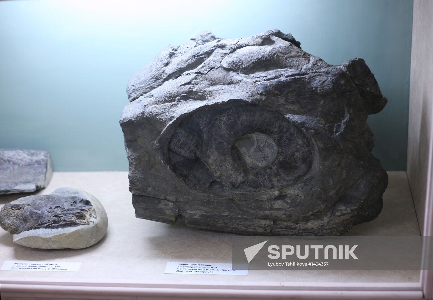 Ichthyosaur fossil in Ulyanovsk Regional Museum