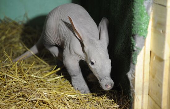 Baby aardvark born in Yekaterinburg Zoo