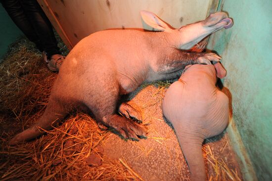 Baby aardvark born in Yekaterinburg Zoo