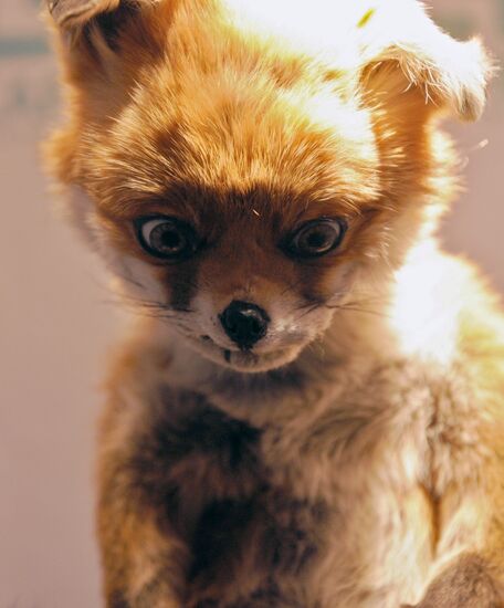 Adele Morse, creator of Stoned Fox arrives in St. Petersburg