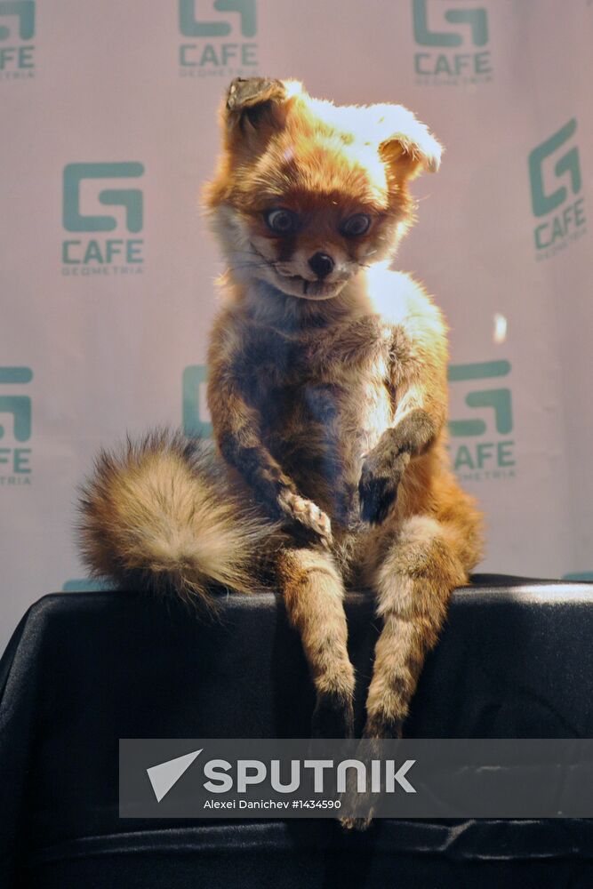 Adele Morse, creator of Stoned Fox arrives in St. Petersburg