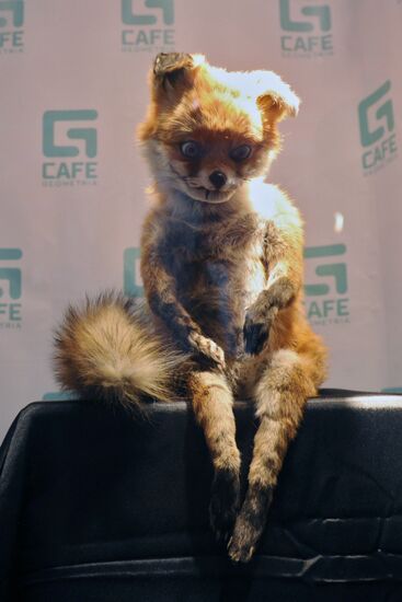 Adele Morse, creator of Stoned Fox arrives in St. Petersburg