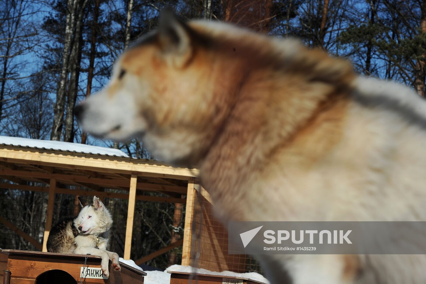 Fyodor Konyukhov heads out on dogsled expedition