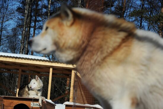 Fyodor Konyukhov heads out on dogsled expedition