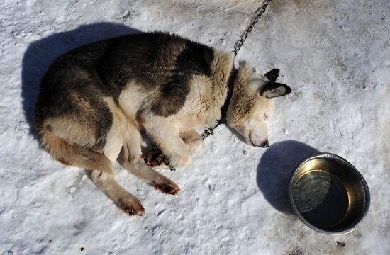 Fyodor Konyukhov heads out on dogsled expedition