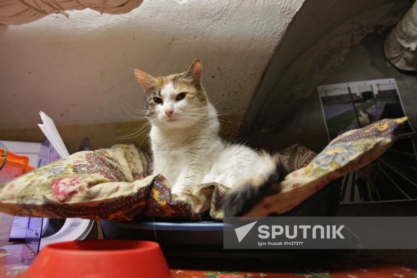 "Hermitage Cat Day"