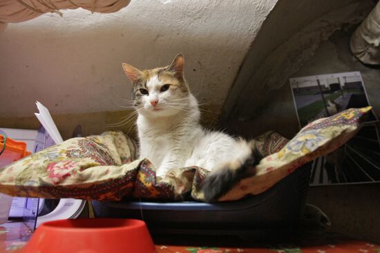 "Hermitage Cat Day"