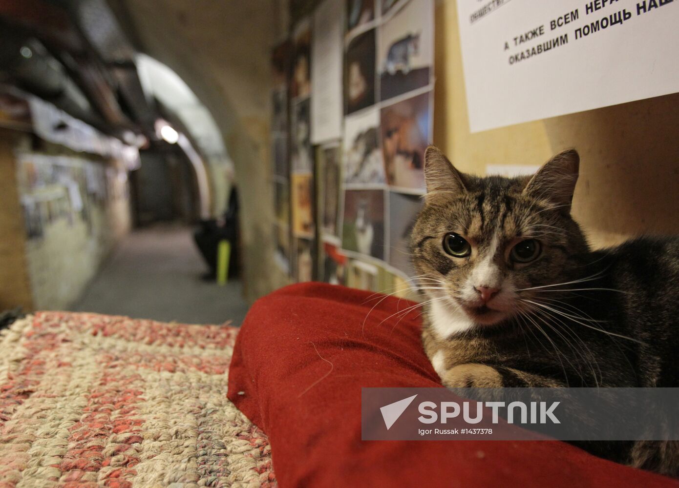 "Hermitage Cat Day"
