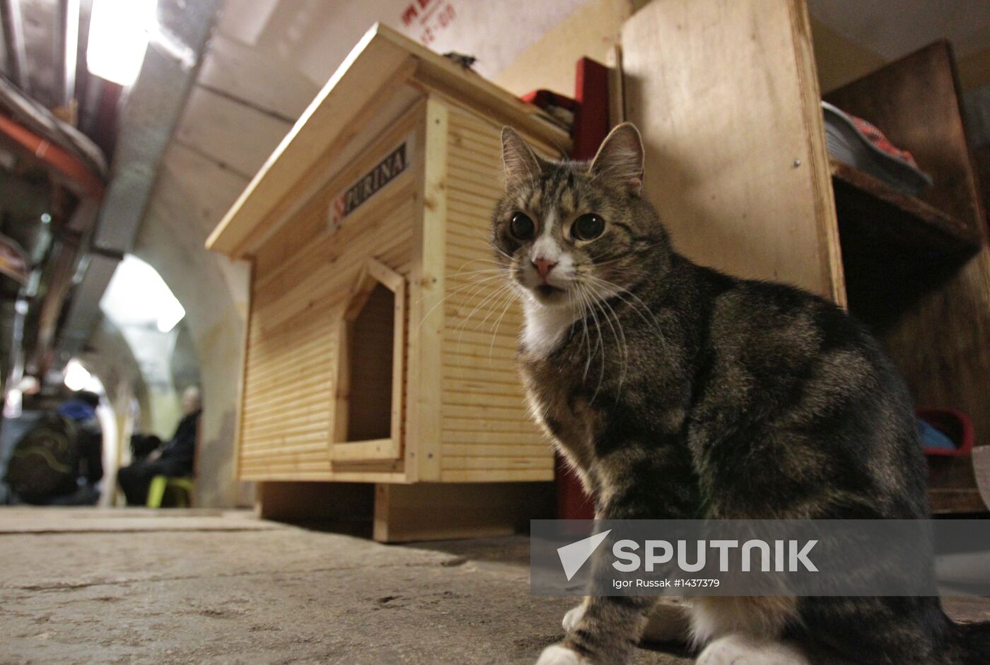 "Hermitage Cat Day"