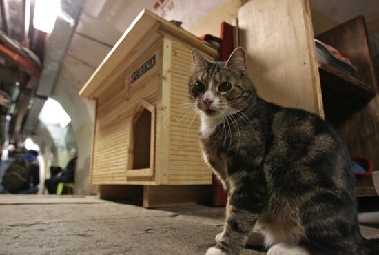 "Hermitage Cat Day"