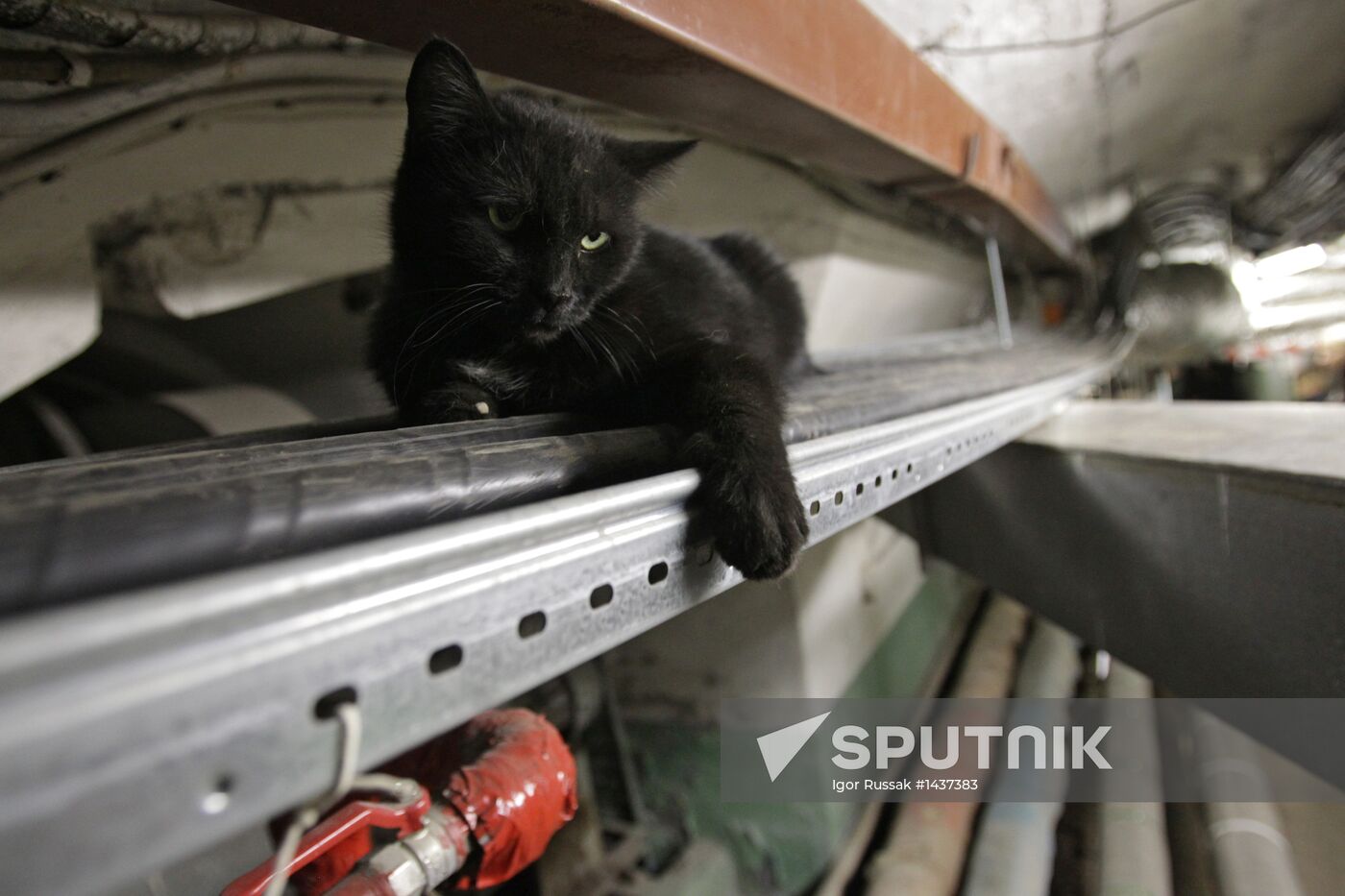 "Hermitage Cat Day"