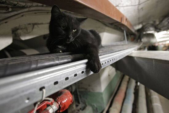"Hermitage Cat Day"
