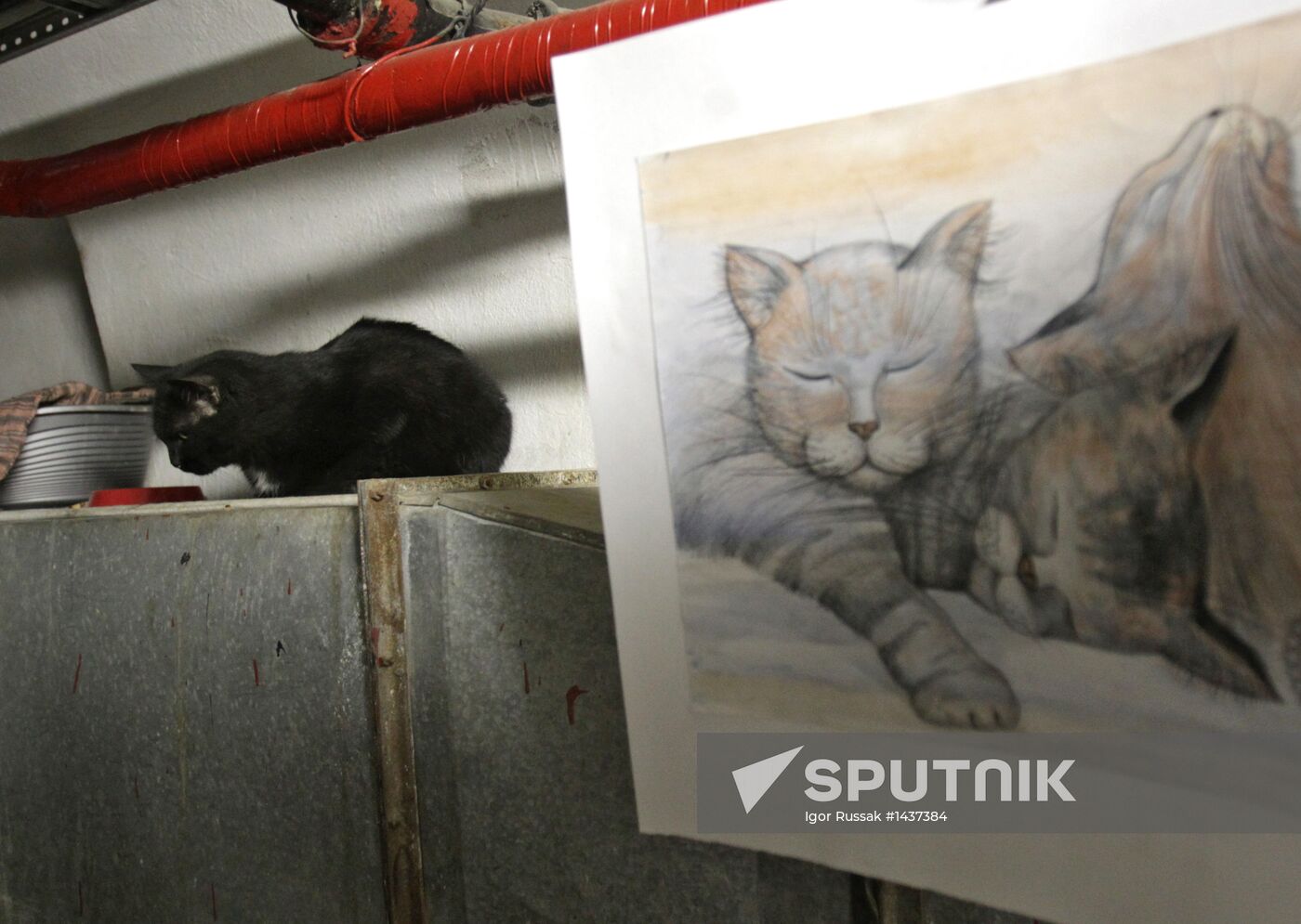 "Hermitage Cat Day"