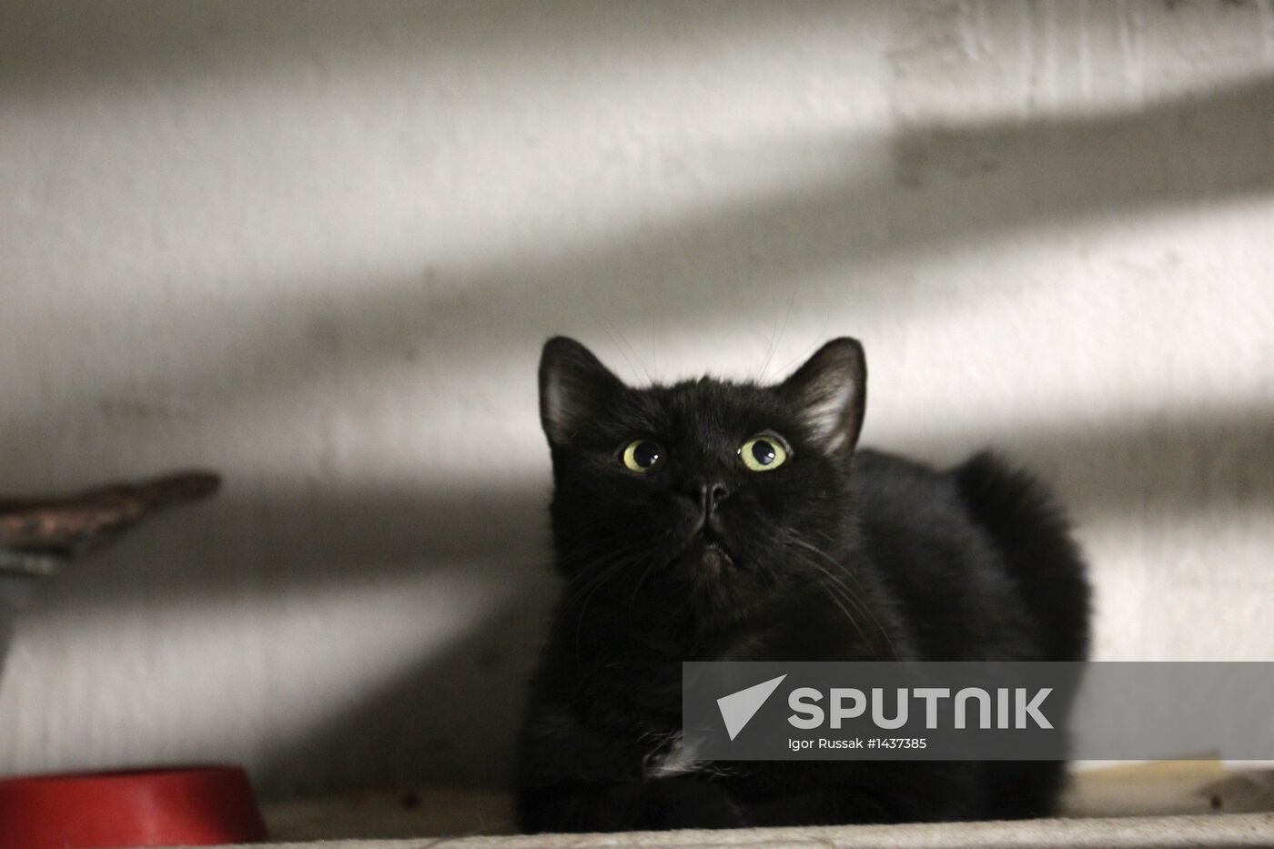 "Hermitage Cat Day"
