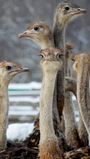 Ostrich farm in village Kozische, Belarus