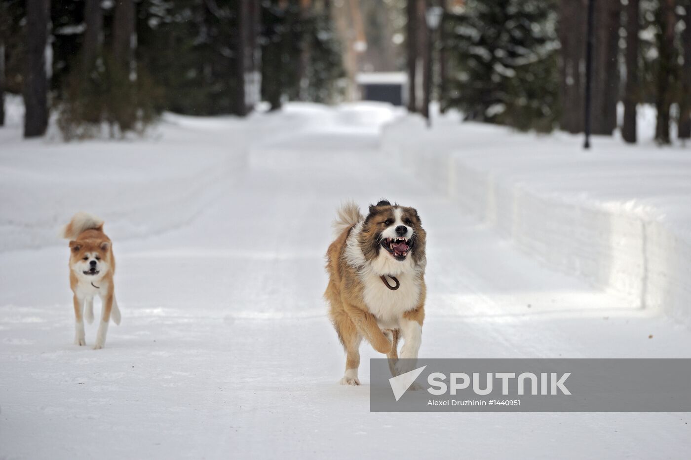 Vladimir Putin walks his dogs in Moscow Region