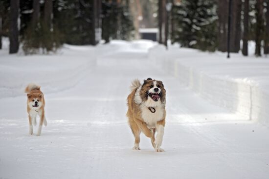Vladimir Putin walks his dogs in Moscow Region