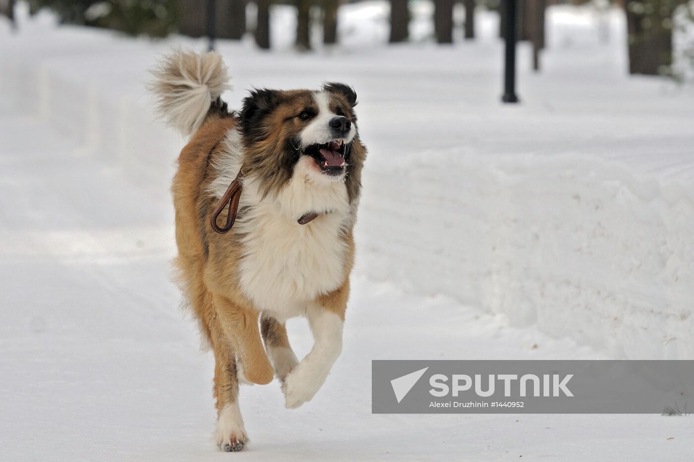 Vladimir Putin walks his dogs in Moscow Region