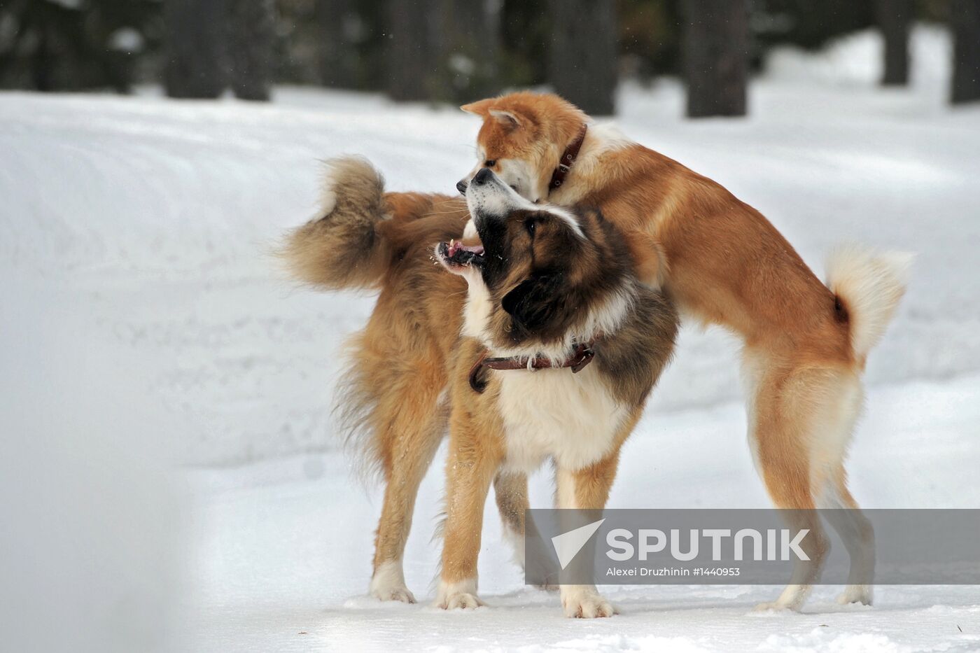 Vladimir Putin walks his dogs in Moscow Region