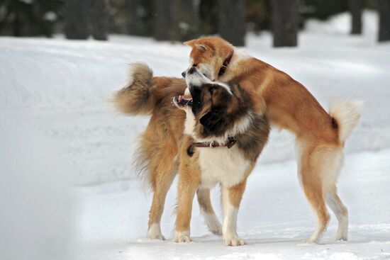 Vladimir Putin walks his dogs in Moscow Region