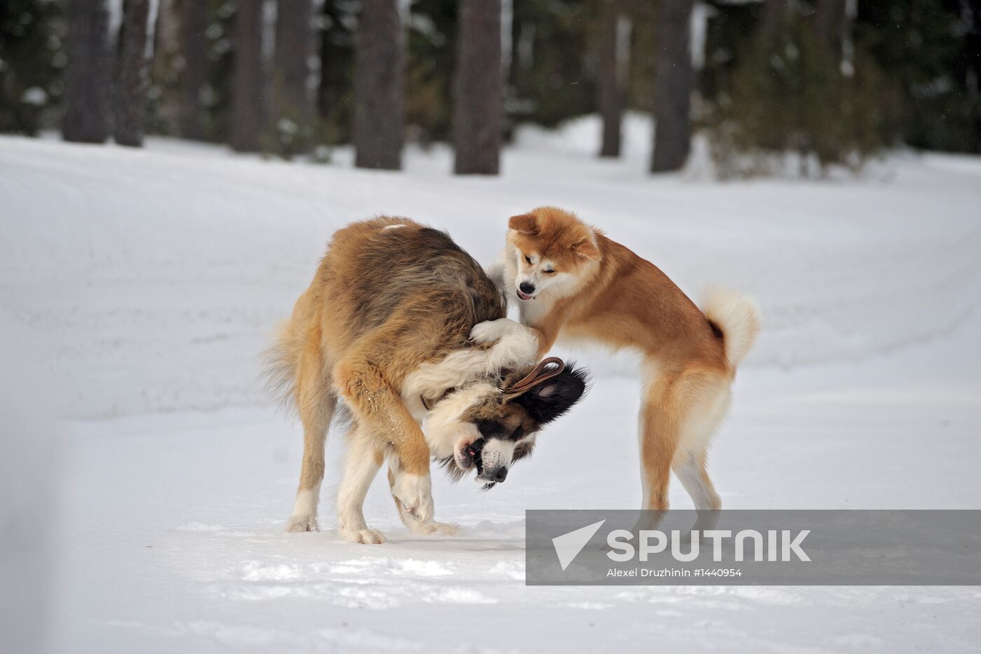 Vladimir Putin walks his dogs in Moscow Region