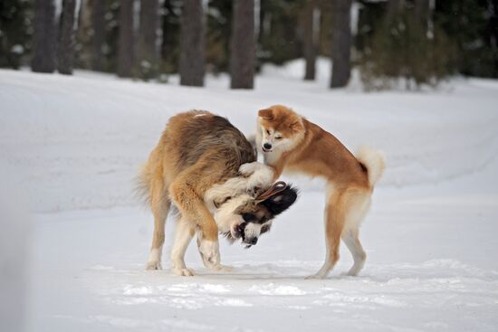 Vladimir Putin walks his dogs in Moscow Region
