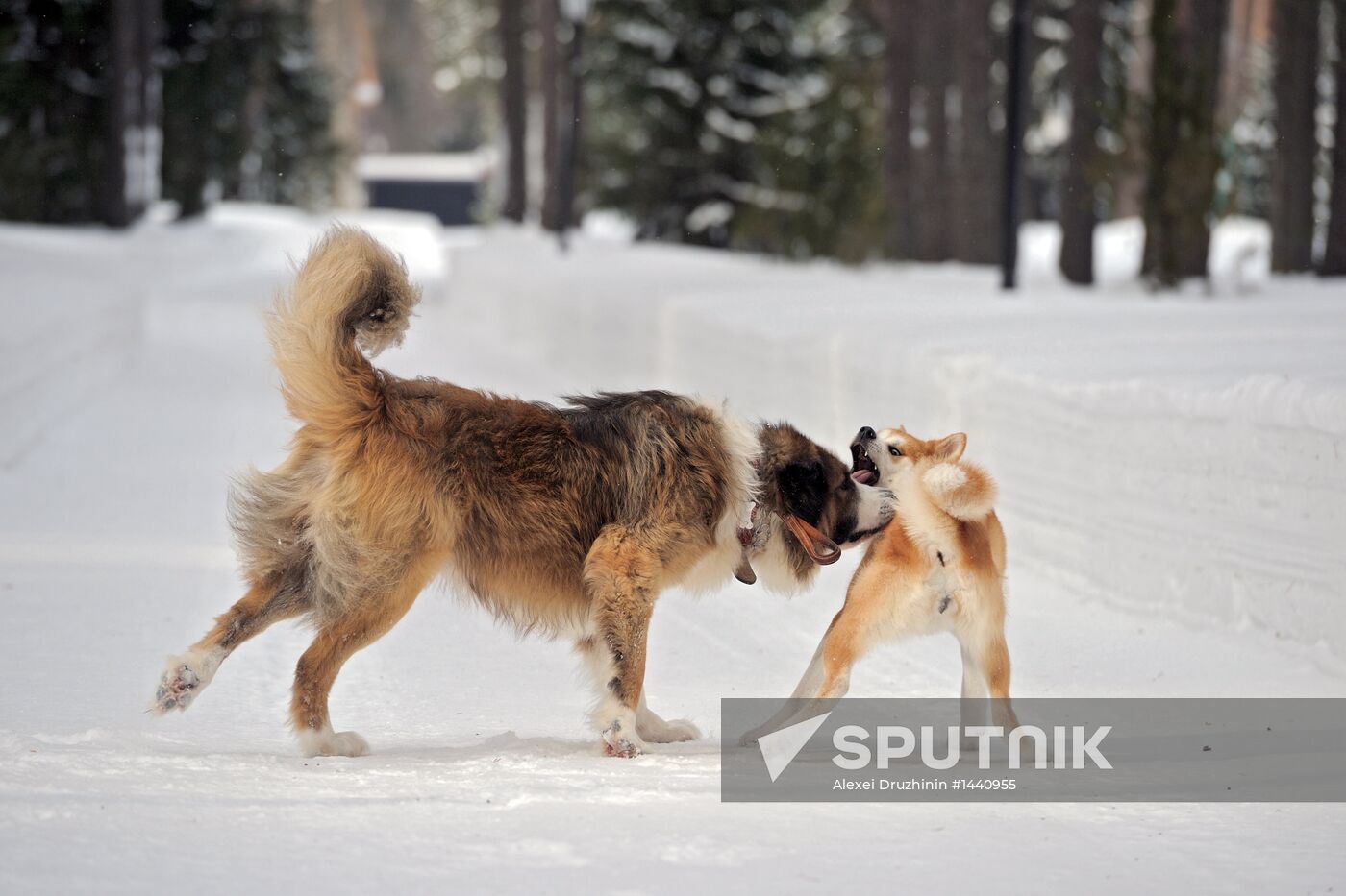 Vladimir Putin walks his dogs in Moscow Region
