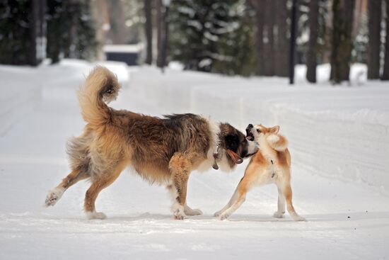 Vladimir Putin walks his dogs in Moscow Region