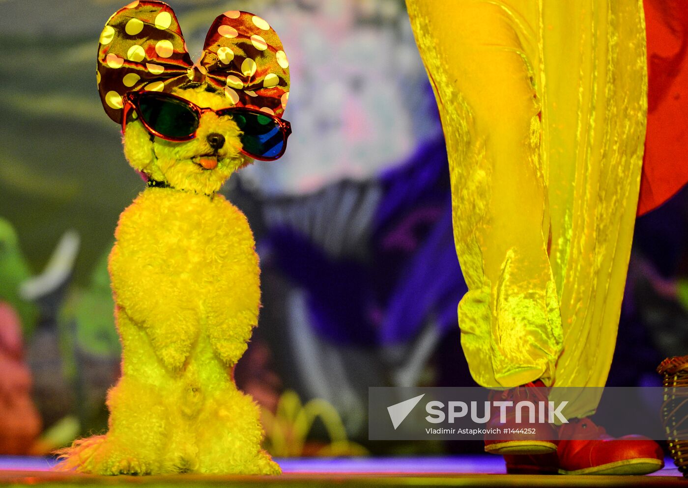 Moscow's Cat Theater reopens after renovation