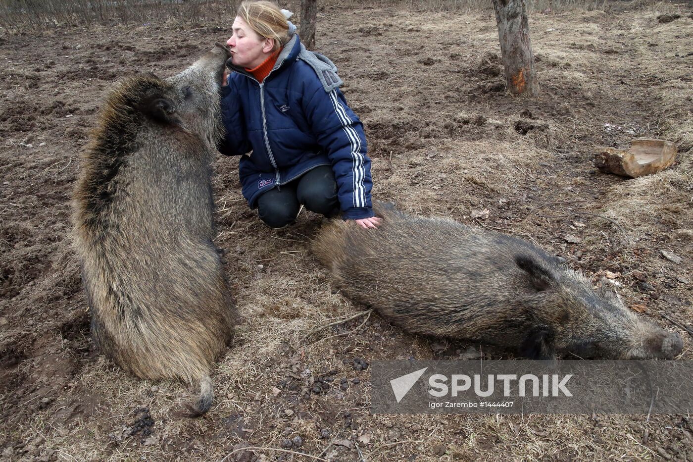 Wild boars bred in the backyard