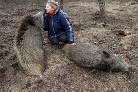 Wild boars bred in the backyard