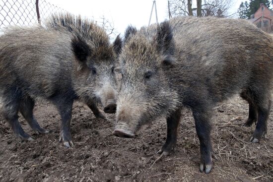 Wild boars bred in the backyard