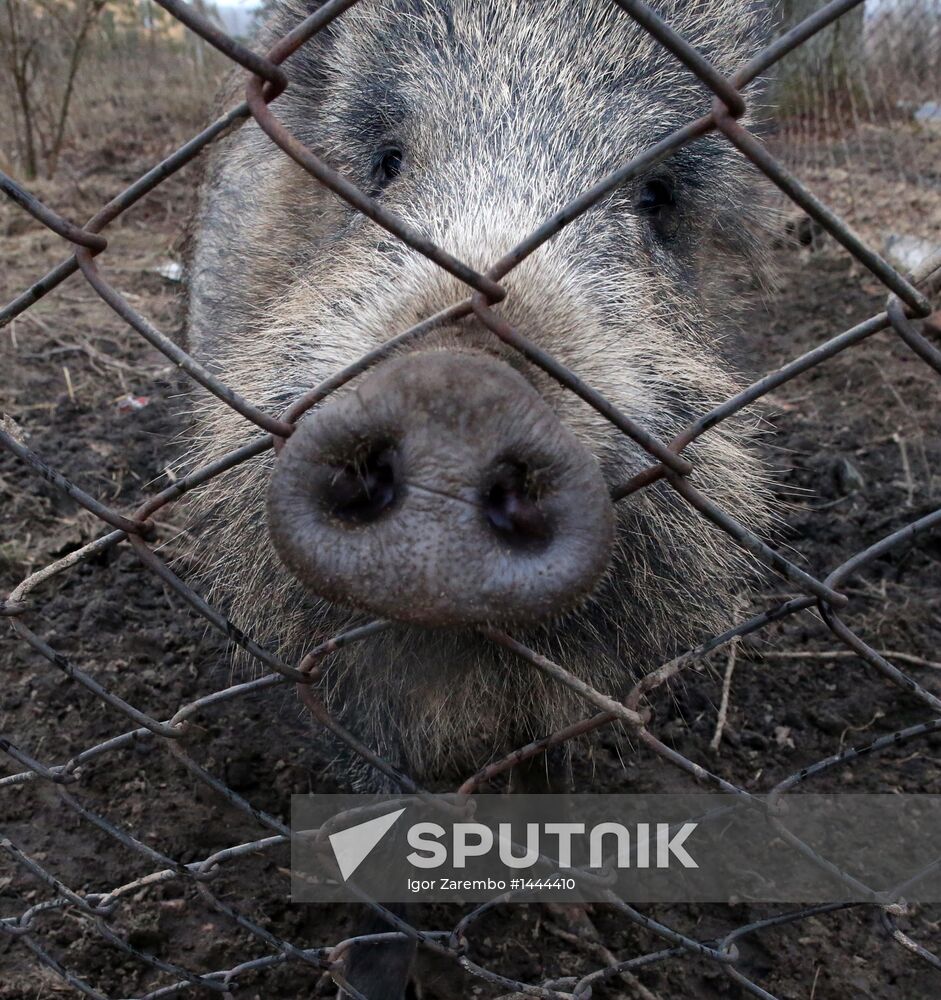 Wild boars bred in the backyard