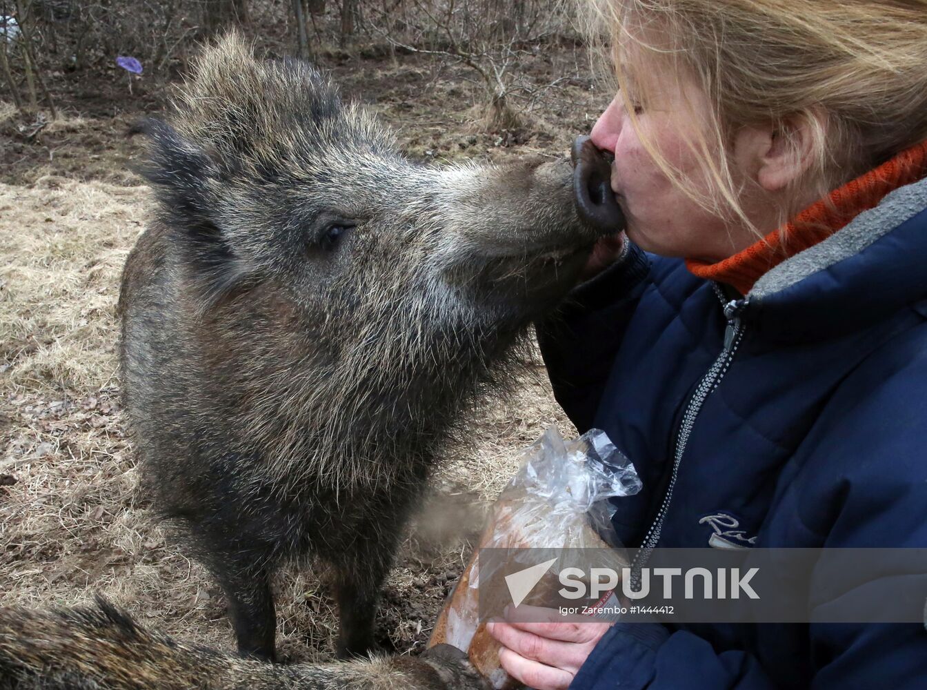 Wild boars bred in the backyard